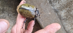 Dynastes hyllus