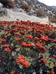 Eriogonum arborescens