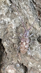 Monochamus obtusus