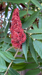 Rhus typhina