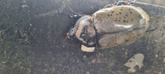 Dynastes hyllus