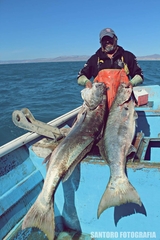 Totoaba