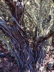 Eriogonum arborescens