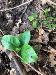Coprosma macrocarpa minor