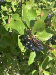 Aronia