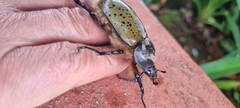Dynastes hyllus