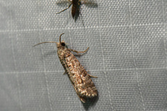Retinia gemistrigulana