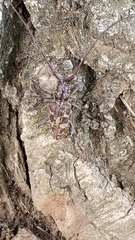 Monochamus obtusus