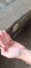 Dynastes hyllus