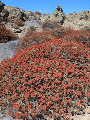 Eriogonum arborescens