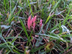Clavaria rosea