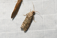 Retinia gemistrigulana