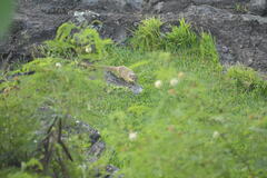 Urva auropunctata