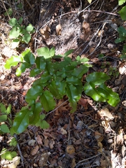 Berberis pinnata insularis