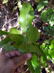 Berberis pinnata insularis