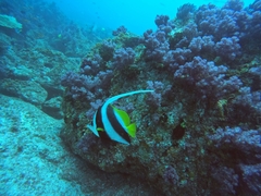 Heniochus acuminatus