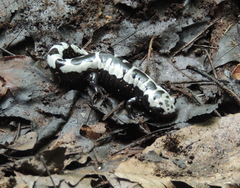 Ambystoma opacum