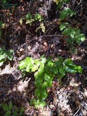 Berberis pinnata insularis