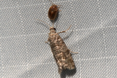 Retinia gemistrigulana