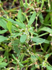 Polygonum aviculare