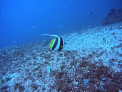 Heniochus acuminatus