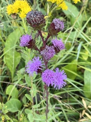 Liatris scariosa