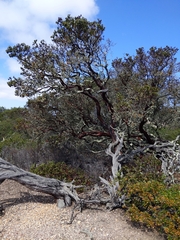 Arctostaphylos viridissima