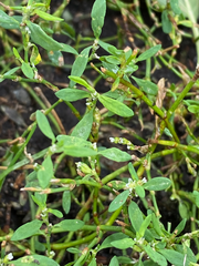 Polygonum aviculare