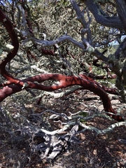 Arctostaphylos viridissima