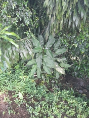 Goeppertia latifolia