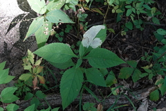 Calycomyza flavinotum
