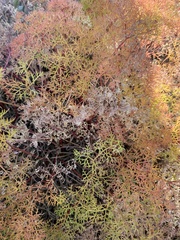 Lomatium