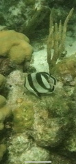 Chaetodon striatus