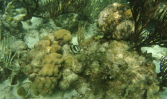 Chaetodon striatus