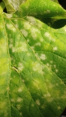 Erysiphaceae