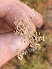 Lomatium