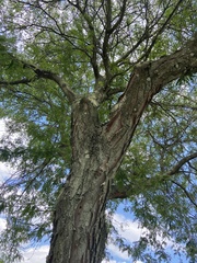 Gleditsia triacanthos