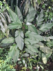 Goeppertia latifolia