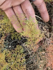 Lomatium