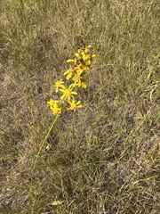 Solidago stricta