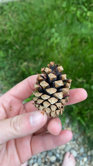 Pinus