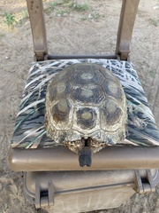 Gopherus berlandieri