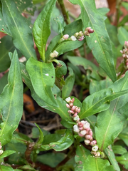 Persicaria