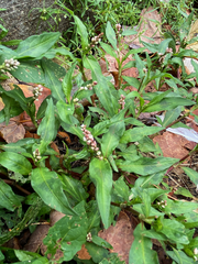Persicaria