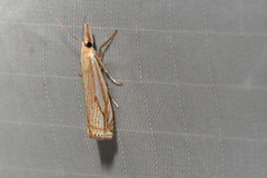 Crambus saltuellus