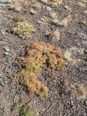 Lomatium