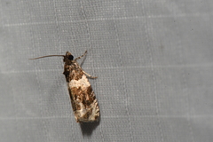 Olethreutes fasciatana
