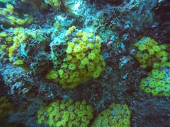 Tubastraea coccinea