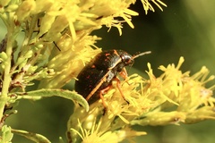 Orsilochides guttata