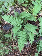 Polypodium virginianum